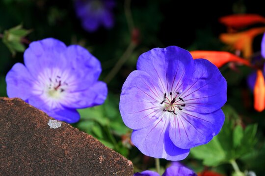 vivid blue geranium flowers in full bloom. Gorgeous violet blue summer flowers with open petals 