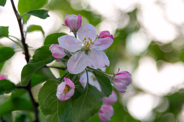 Beautiful blooming apple tree branches with pink flowers growing in a garden. Spring nature background.
