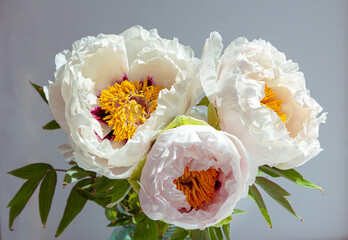 Beautiful white peony suffruticosa or tree peonies flowers bouquet with water drops on petals on a white background.