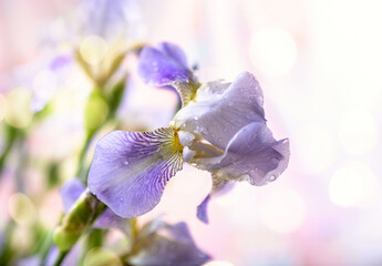 Lilac iris with raindrops on a light background