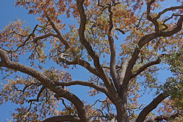Crown of a California oak tree in autumn under blue sky