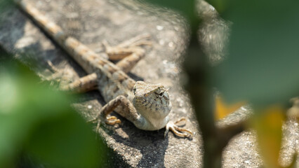Beautiful Oriental Garden Lizard basking in garden