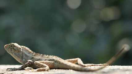 Beautiful Oriental Garden Lizard basking in sun