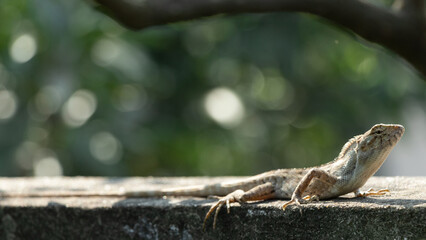 Oriental Garden Lizard basking in sun