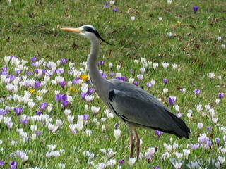 Heron in a flower meadow