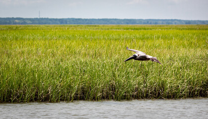 Pelican in Flight
