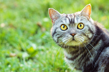 Silver tabby scottish cat portrait on a green grass background with copy space.