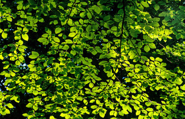 mosaic with young green leaves, background, texture