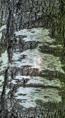 tree bark texture, abstract background