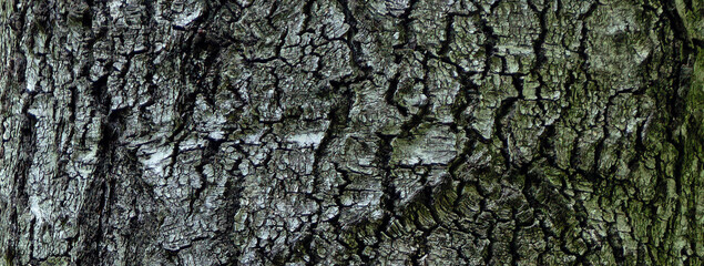 tree bark texture, abstract background