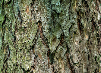 tree bark texture, abstract background