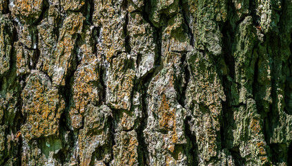 tree bark texture, abstract background