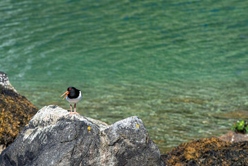 Oystercatcher