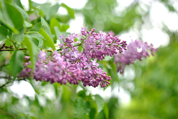 Walking in the woods, spring nature.