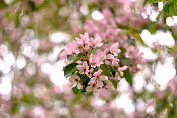 Walking in the woods, spring nature.