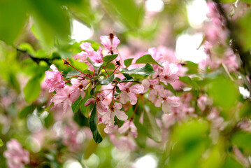Walking in the woods, spring nature.