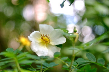 Walking in the woods, spring nature.