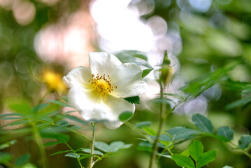 Walking in the woods, spring nature.