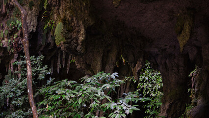 moss covered tree