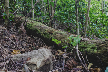 Obraz premium lizard on the tree