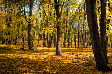 Beautiful autumn forest in the National Park Samarskaya Luka, Russia