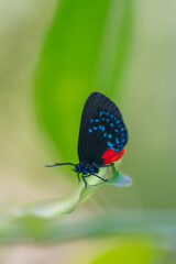 butterfly on a flower  atala biological species visual matches florida 