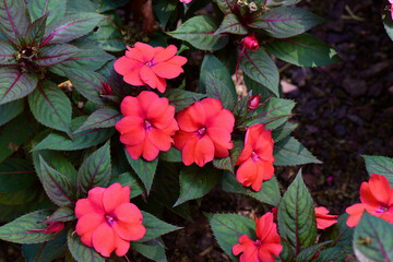 New Guinea impatiens or Impatiens hawkeri flowering plant. Native to Papua New Guinea and the Solomon  Islands.
