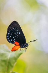 Fototapeta na wymiar butterfly on a flower atala biological species visual matches 