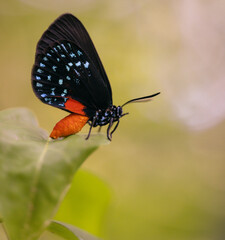 butterfly on a flower beautiful nature life 