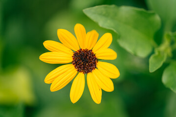yellow flower with dew drops