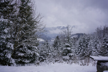 Snowy winter mountain lake and forest in the background