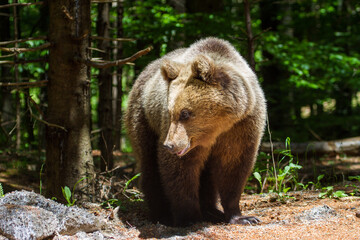 On the Transfagarasan Highway, Sibiu County, Romania