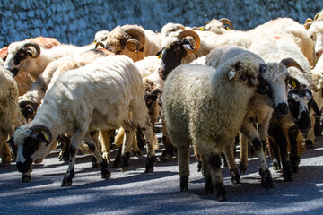 sheep on the road