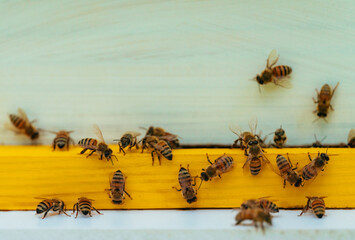 bees and honey work nature 