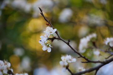 Blossom in Spring