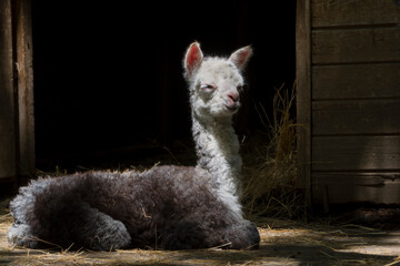 One day old newborn alpaca baby in a zoo