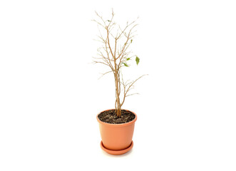 dried potted tree is isolated on a white background