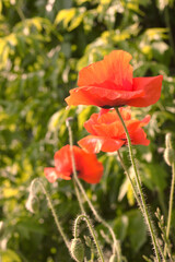 Poppies, red flowers in the sunshine.