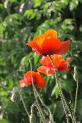 Poppies, red flowers in the sunshine.