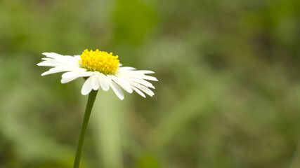 Obraz premium White flower in the rays of the sun.