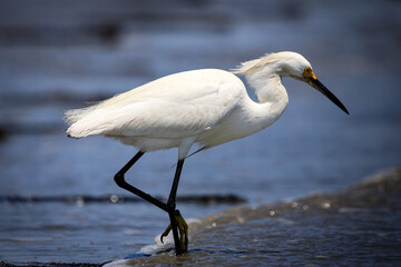Egret