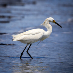 Egret