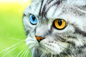Cat wallpaper. Beautiful cat portrait  with multicolored eyes close up view.
