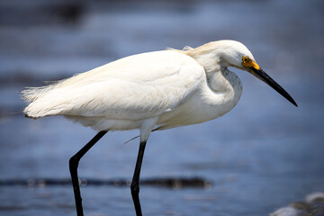 Egret
