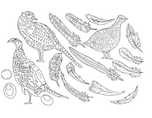 Fototapeta na wymiar Pheasant bird feathers partridge graphic illustration hand drawn coloring book for children antistress on white background separately