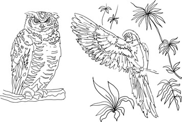 Obraz premium Owl and parrot bird feathers nature wild graphic illustration hand drawn coloring for children antistress on white background separately 