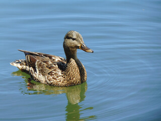 duck on the water in a sunny day - Maramures, Romania