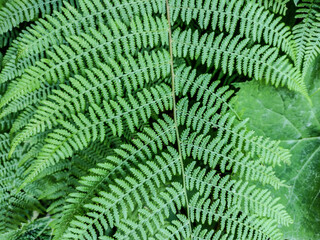 fern plant in the summer - Romania