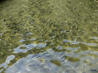 trout fish in water - nature