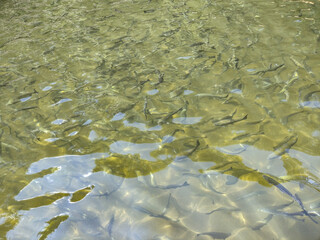 trout fish in water - nature